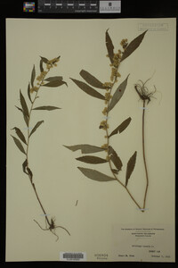 Solidago caesia image