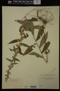 Solidago caesia image