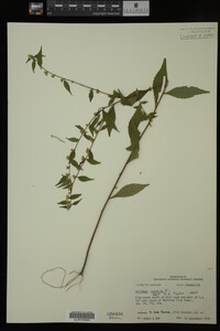 Solidago caesia image