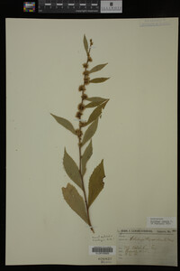 Solidago caesia image