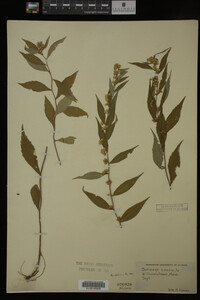 Solidago caesia image