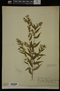 Solidago caesia image