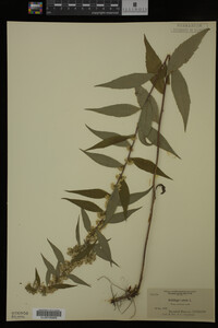 Solidago caesia image