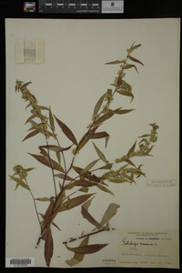 Solidago caesia image
