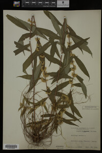 Solidago caesia image