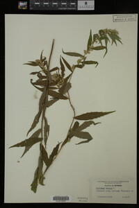 Solidago caesia image