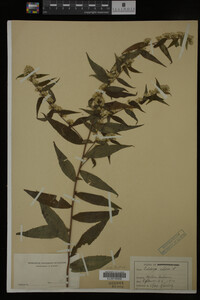 Solidago caesia image