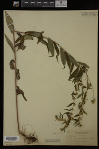 Solidago caesia image