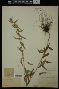 Solidago caesia image
