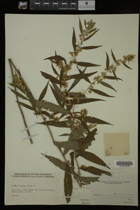 Solidago caesia image