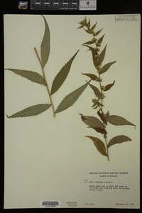 Solidago caesia image