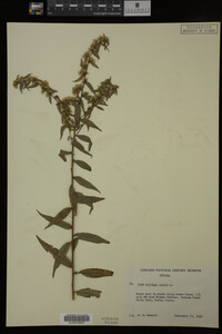 Solidago caesia image