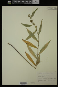 Solidago caesia image