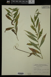 Solidago caesia image