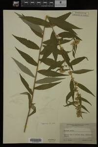 Solidago caesia image
