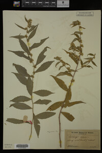 Solidago caesia image