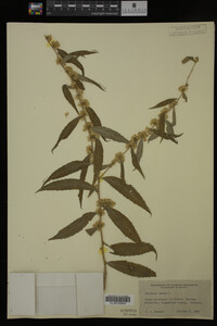 Solidago caesia image