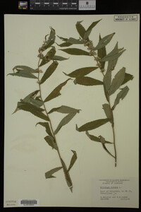 Solidago caesia image