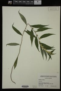 Solidago caesia image