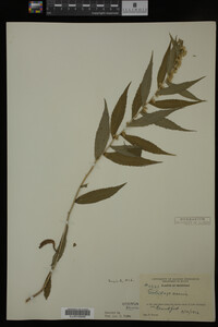 Solidago caesia image