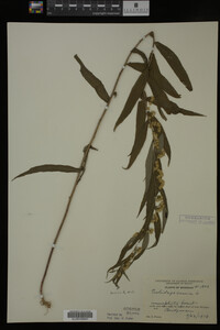 Solidago caesia image