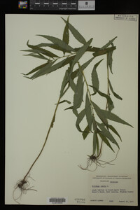 Solidago caesia image