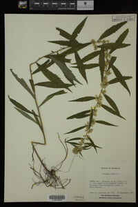 Solidago caesia image