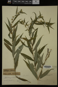 Solidago caesia image