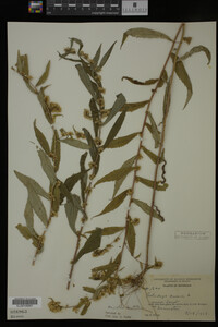 Solidago caesia image