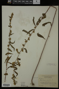 Solidago caesia image