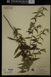 Solidago caesia image