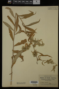 Solidago caesia image
