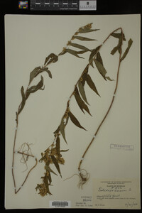 Solidago caesia image
