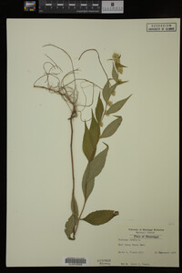 Solidago caesia image