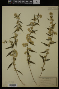 Solidago caesia image