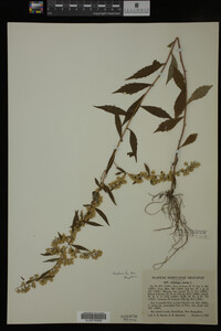 Solidago caesia image