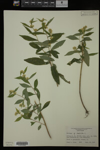 Solidago caesia image