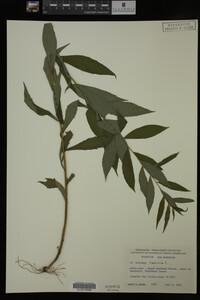 Solidago caesia image
