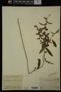 Solidago caesia image
