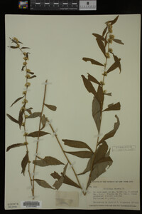 Solidago caesia image