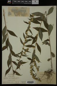 Solidago caesia image