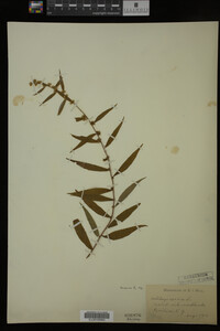 Solidago caesia image