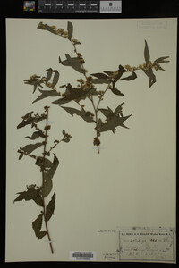 Solidago caesia image