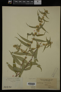 Solidago caesia image