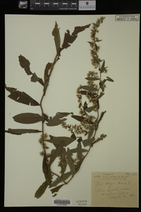 Solidago caesia image