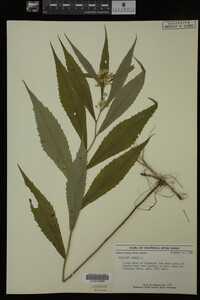 Solidago caesia image