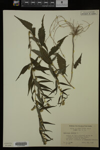 Solidago caesia image