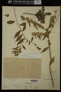 Solidago caesia image
