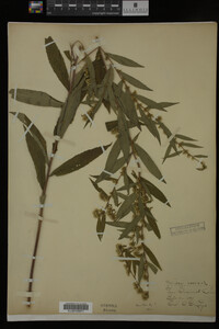 Solidago caesia image