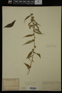 Media resource of Solidago caesia